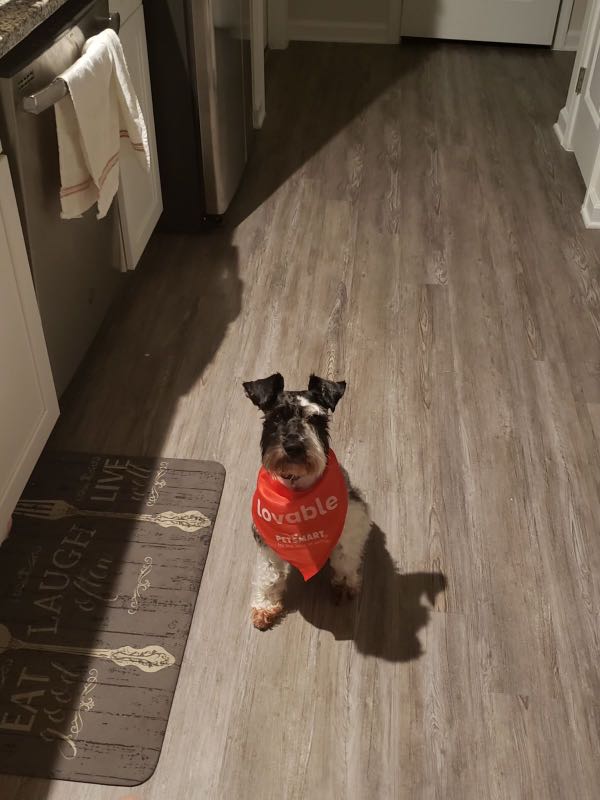 https://pawmaw-images.s3.ap-southeast-1.amazonaws.com/uploads/pets_image/lost_136273.png