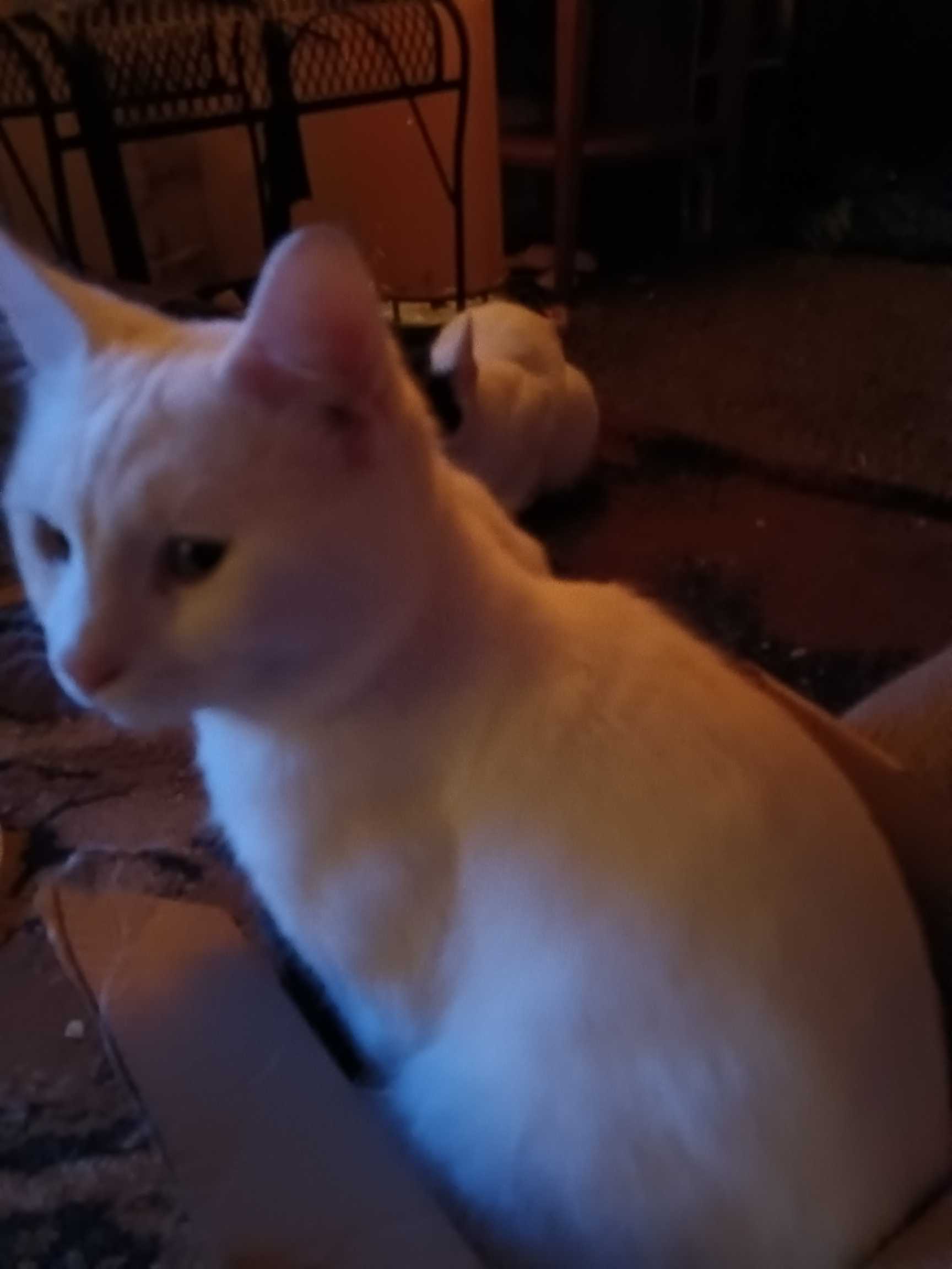 https://pawmaw-images.s3.ap-southeast-1.amazonaws.com/uploads/pets_image/lost_136654.png
