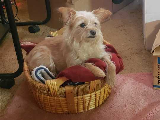https://pawmaw-images.s3.ap-southeast-1.amazonaws.com/uploads/pets_image/lost_138538.png