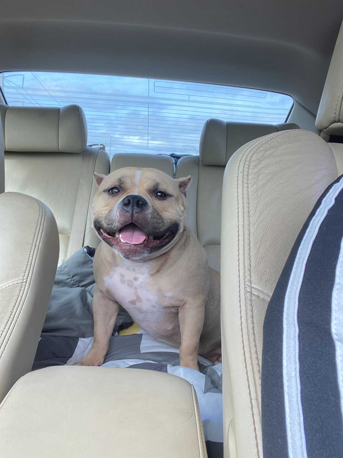https://pawmaw-images.s3.ap-southeast-1.amazonaws.com/uploads/pets_image/lost_138646.png