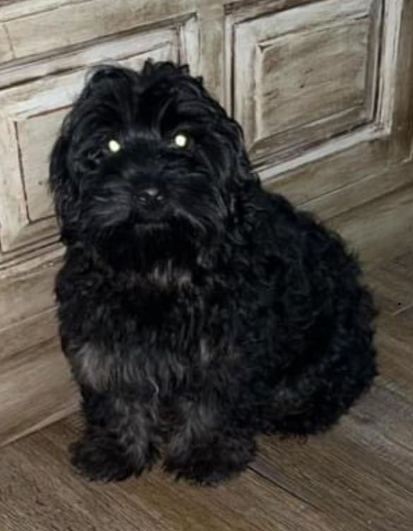https://pawmaw-images.s3.ap-southeast-1.amazonaws.com/uploads/pets_image/lost_138751.png