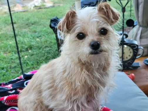 https://pawmaw-images.s3.ap-southeast-1.amazonaws.com/uploads/pets_image/lost_138782.png