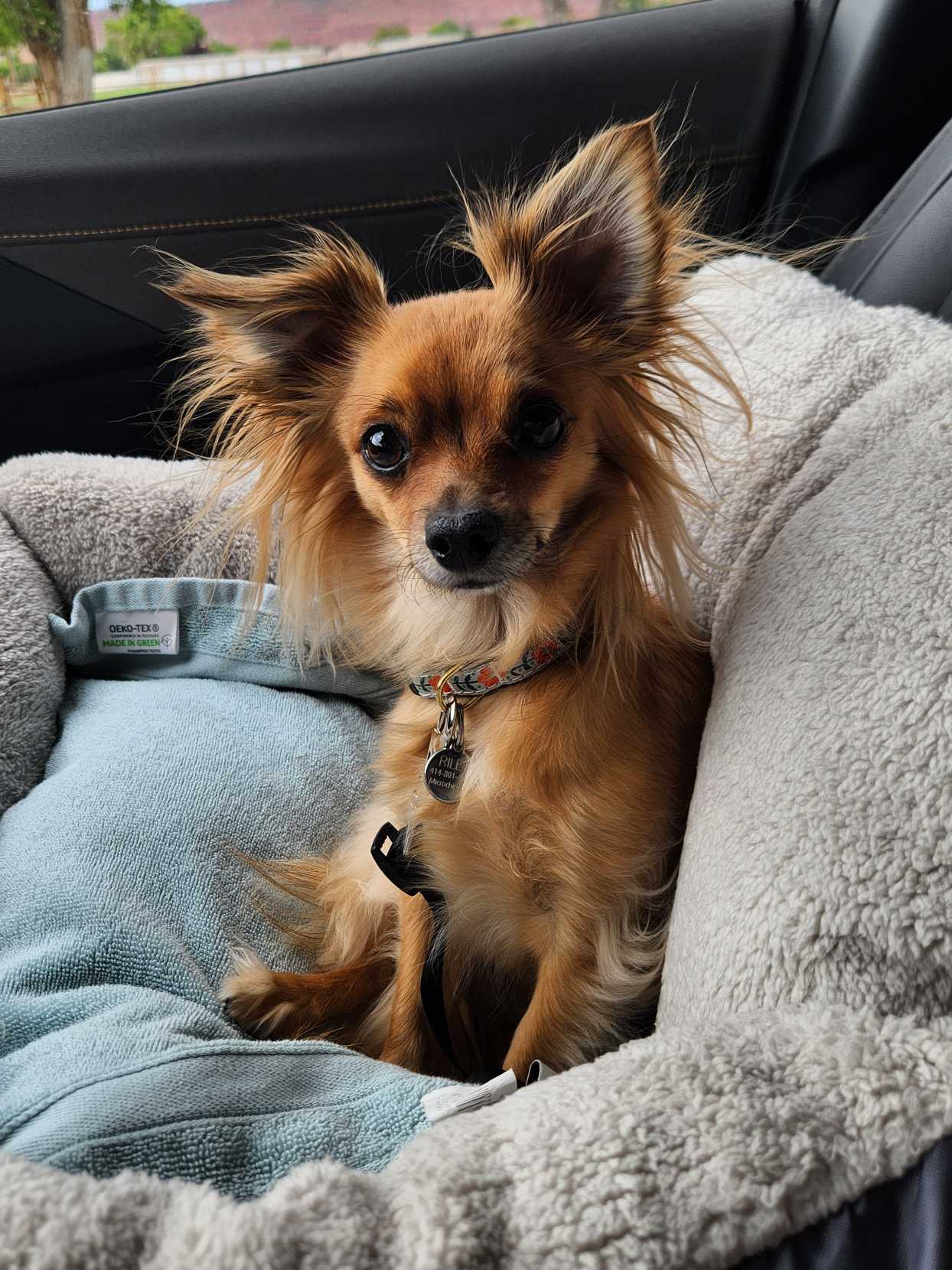 https://pawmaw-images.s3.ap-southeast-1.amazonaws.com/uploads/pets_image/lost_139185.png