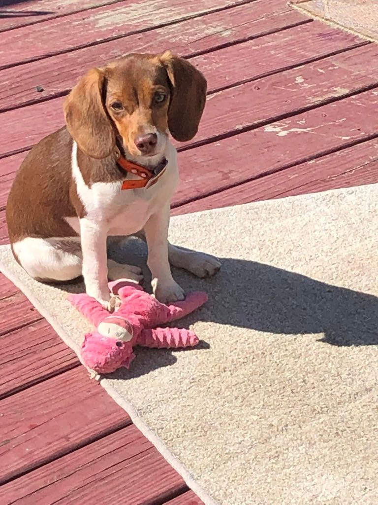 https://pawmaw-images.s3.ap-southeast-1.amazonaws.com/uploads/pets_image/lost_139658.png