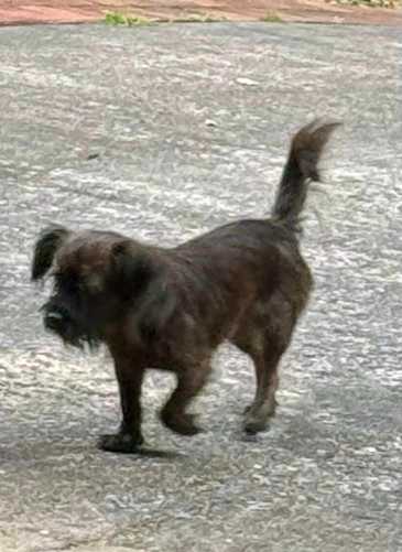 https://pawmaw-images.s3.ap-southeast-1.amazonaws.com/uploads/pets_image/lost_139727.png
