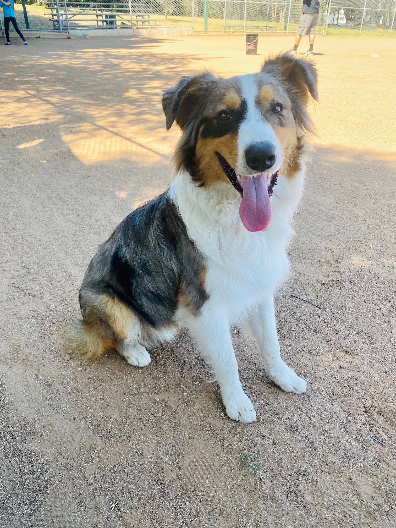 https://pawmaw-images.s3.ap-southeast-1.amazonaws.com/uploads/pets_image/lost_140179.png
