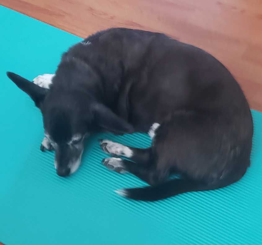 https://pawmaw-images.s3.ap-southeast-1.amazonaws.com/uploads/pets_image/lost_140222.png