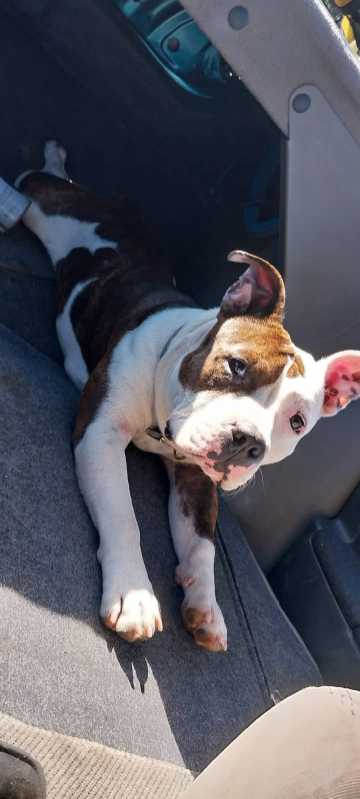 https://pawmaw-images.s3.ap-southeast-1.amazonaws.com/uploads/pets_image/lost_140331.png