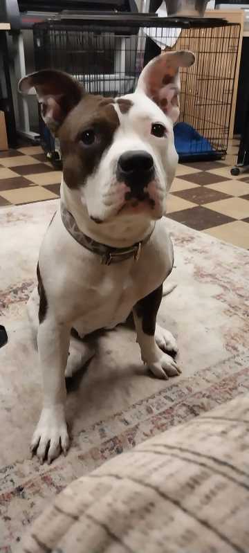 https://pawmaw-images.s3.ap-southeast-1.amazonaws.com/uploads/pets_image/lost_140332.png