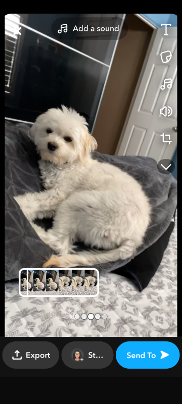 https://pawmaw-images.s3.ap-southeast-1.amazonaws.com/uploads/pets_image/lost_140361.png