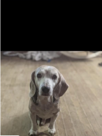 https://pawmaw-images.s3.ap-southeast-1.amazonaws.com/uploads/pets_image/lost_140425.png