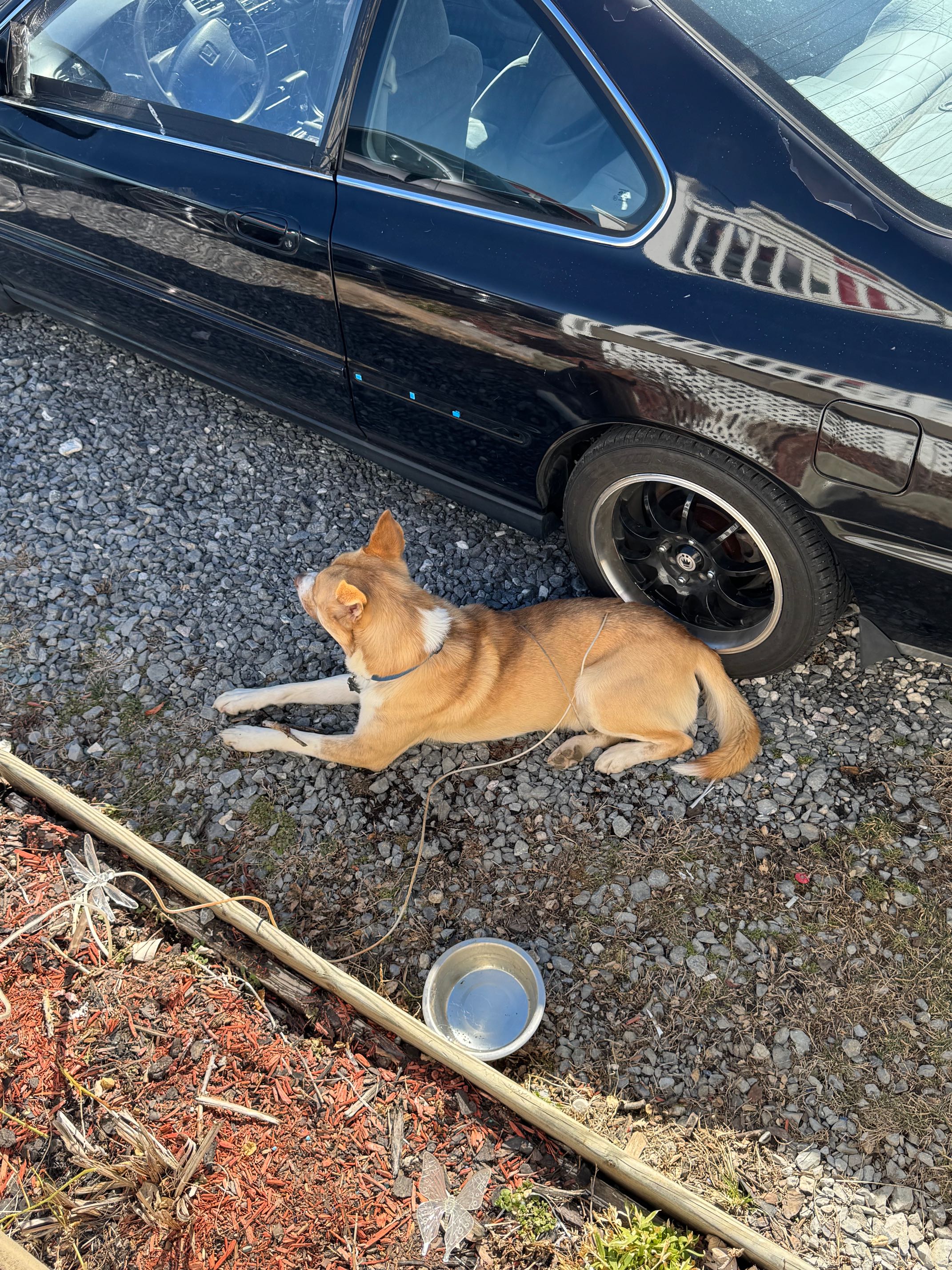 https://pawmaw-images.s3.ap-southeast-1.amazonaws.com/uploads/pets_image/lost_140598.png