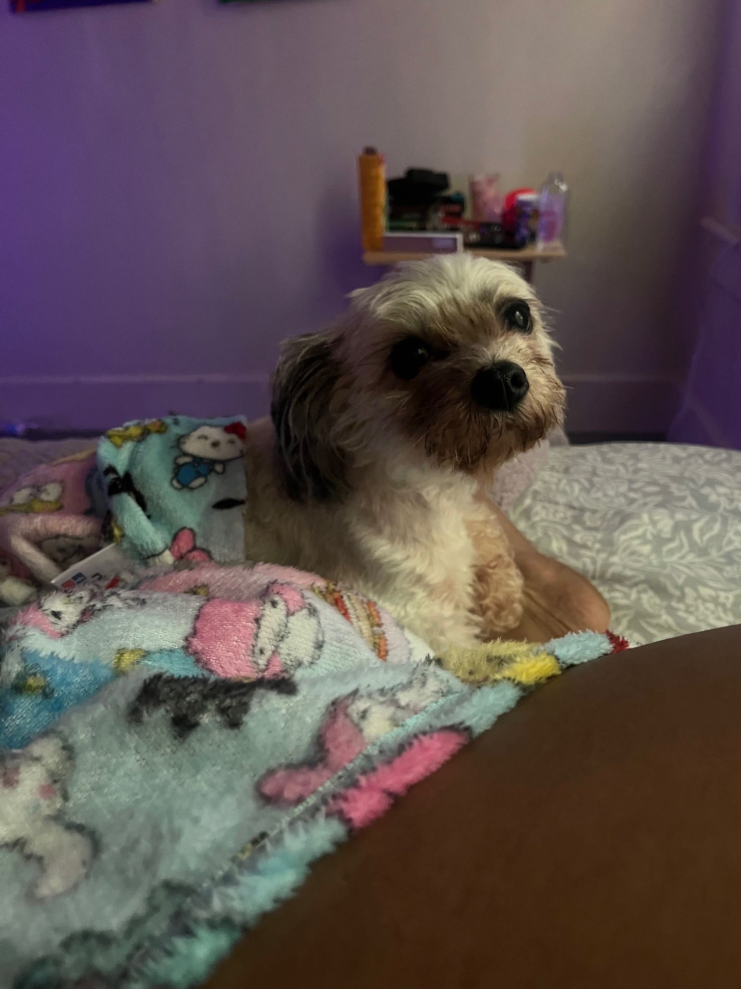 https://pawmaw-images.s3.ap-southeast-1.amazonaws.com/uploads/pets_image/lost_140919.png