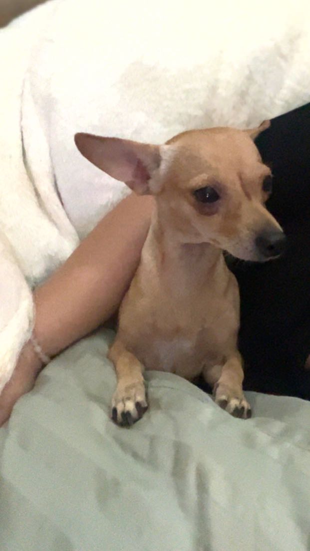 https://pawmaw-images.s3.ap-southeast-1.amazonaws.com/uploads/pets_image/lost_141187.png