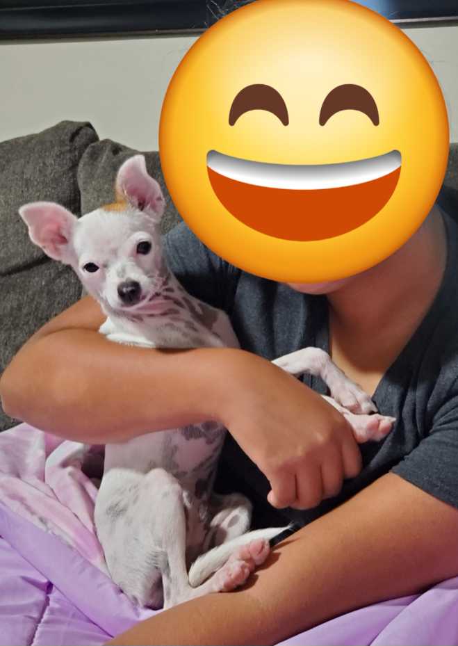 https://pawmaw-images.s3.ap-southeast-1.amazonaws.com/uploads/pets_image/lost_141209.png