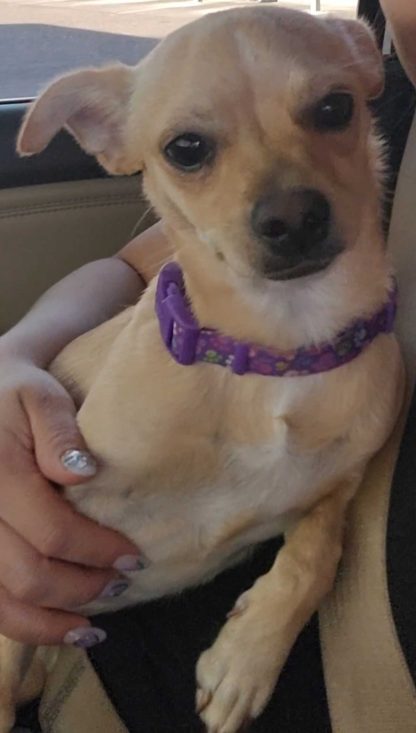 https://pawmaw-images.s3.ap-southeast-1.amazonaws.com/uploads/pets_image/lost_141211.png