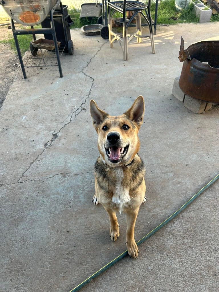 https://pawmaw-images.s3.ap-southeast-1.amazonaws.com/uploads/pets_image/lost_141573.png