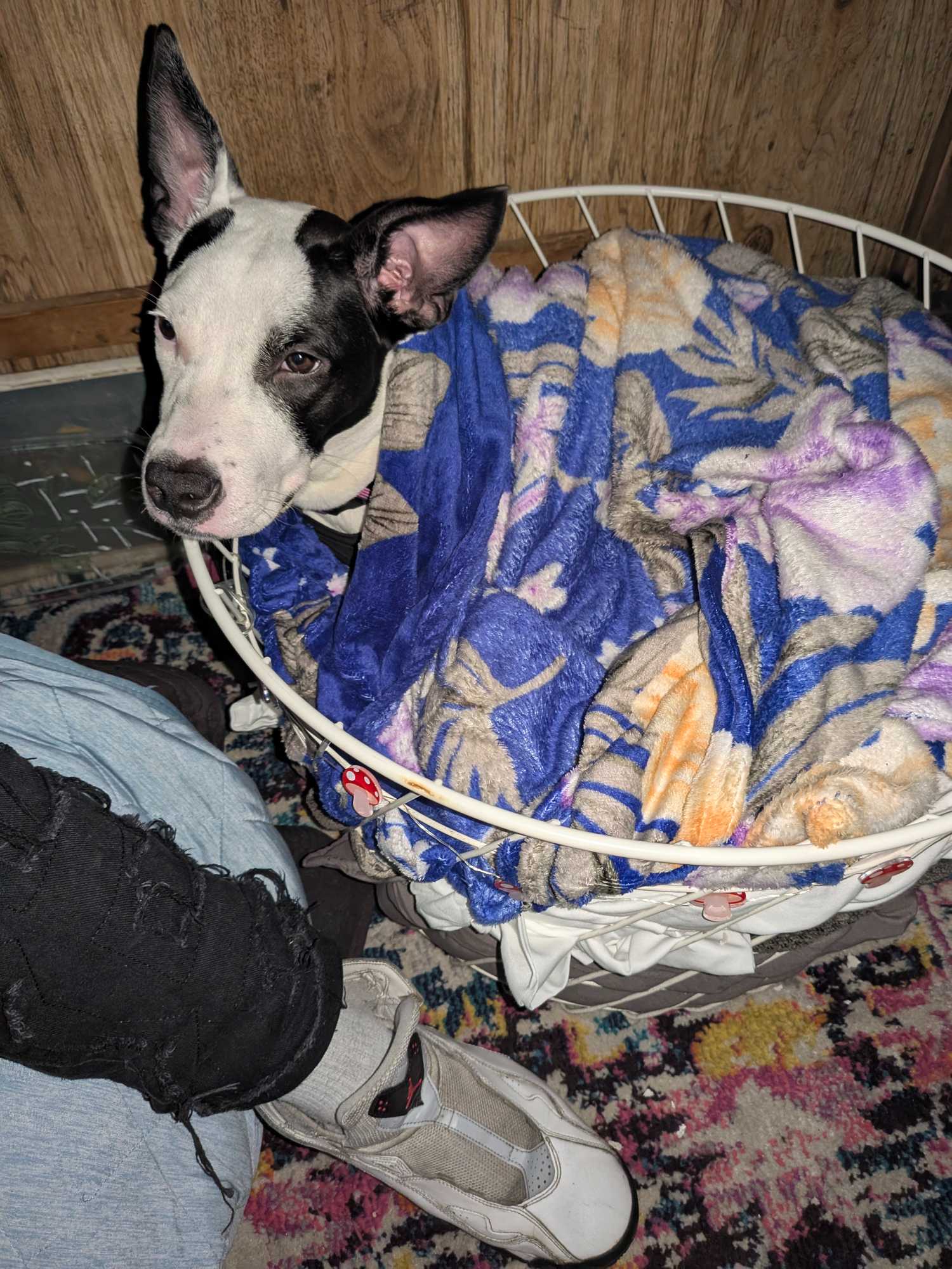 https://pawmaw-images.s3.ap-southeast-1.amazonaws.com/uploads/pets_image/lost_141591.png