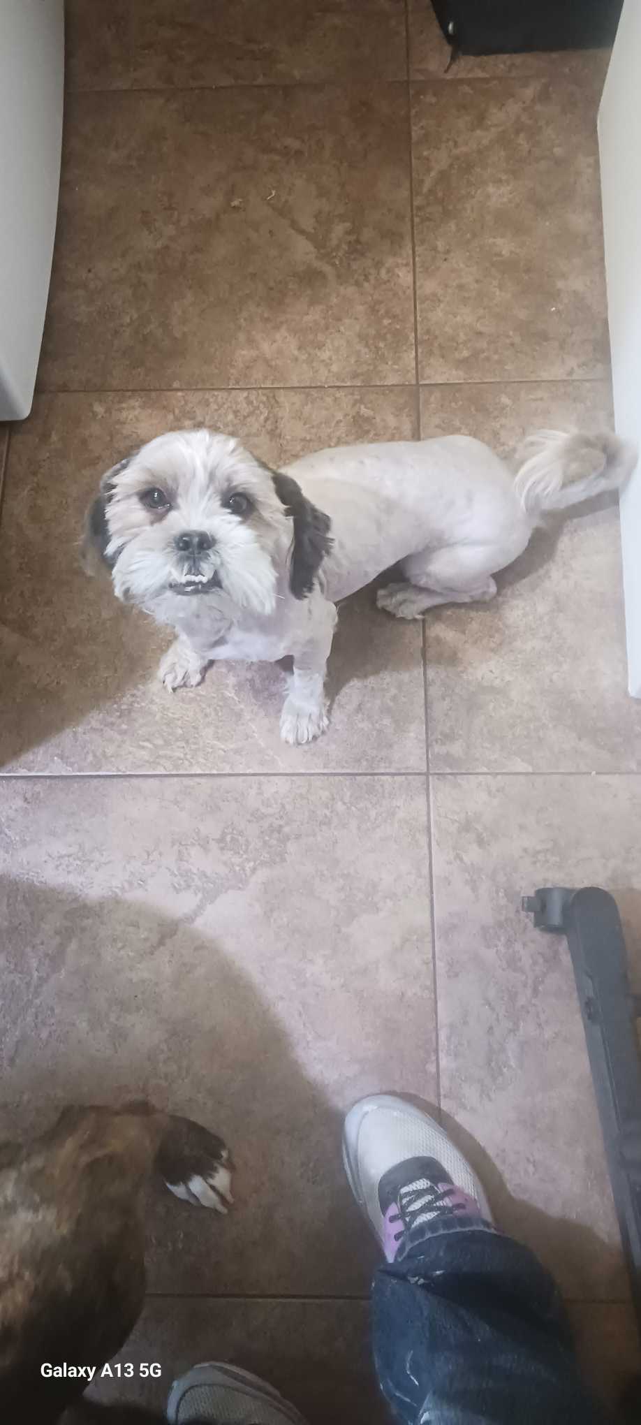 https://pawmaw-images.s3.ap-southeast-1.amazonaws.com/uploads/pets_image/lost_141924.png