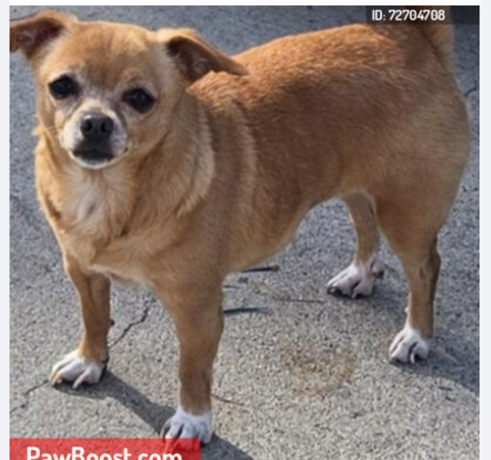 https://pawmaw-images.s3.ap-southeast-1.amazonaws.com/uploads/pets_image/lost_141932.png