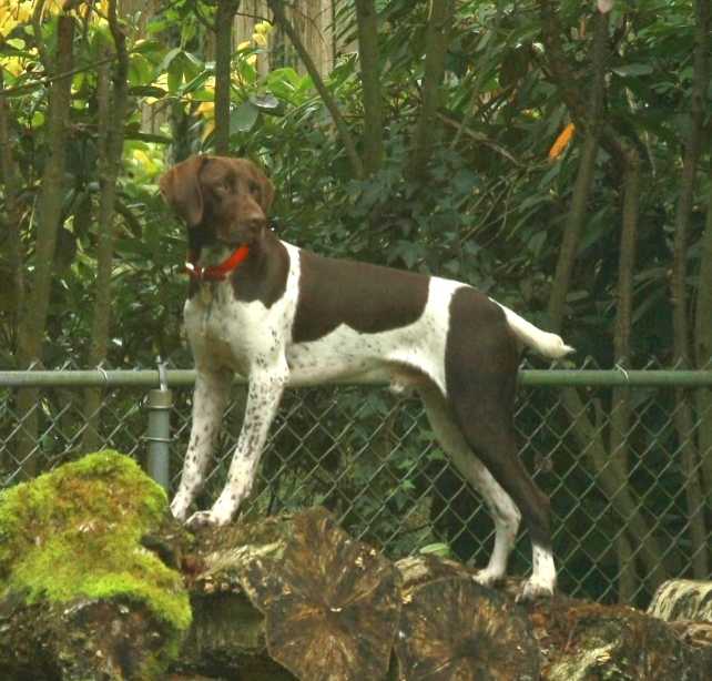 https://pawmaw-images.s3.ap-southeast-1.amazonaws.com/uploads/pets_image/lost_141947.png
