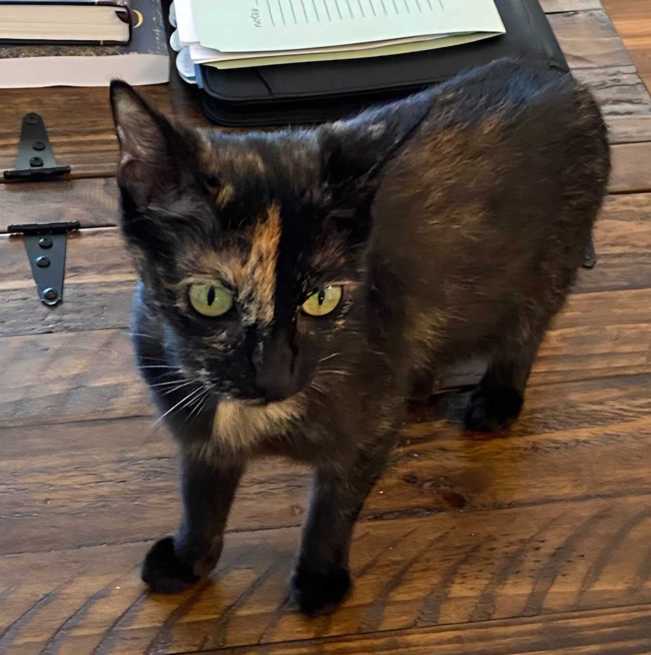 Lost cat: Naya in Mount Olive