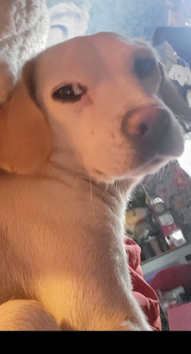 Lost dog: Kaleena in Las Vegas