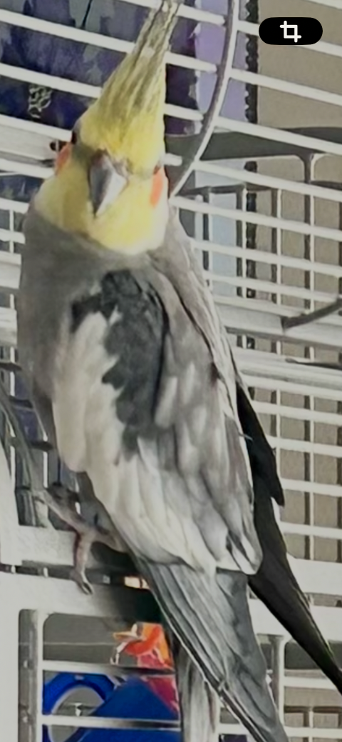 Lost Pet in Sun City Center — listing photo