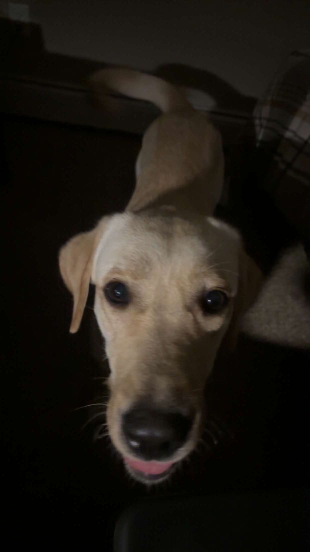 Lost dog: Remi in Fargo