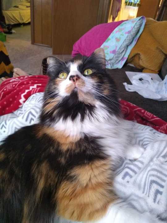 Lost cat: Hazel in Oshkosh