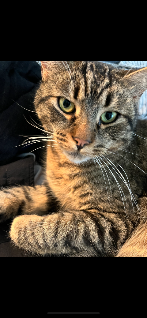 Lost cat: Guacamole in Petaluma
