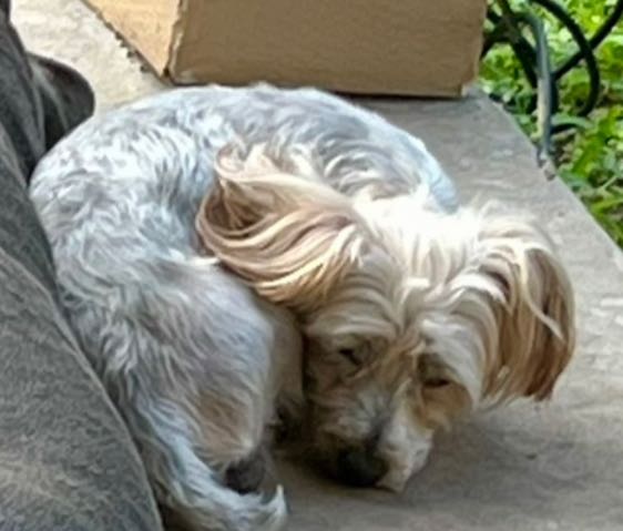 Lost Dog in Pflugerville, Texas — listing photo