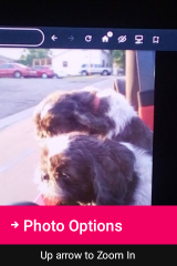 Lost Dog in Monroe, Louisiana — listing photo