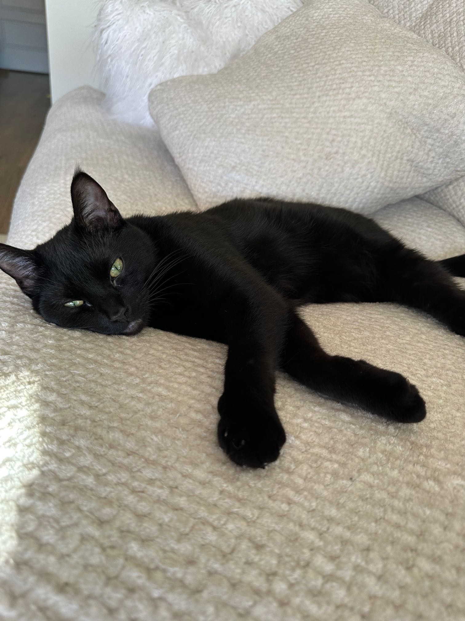 Lost Cat in Princeton — listing photo