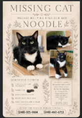 Lost Cat in Clarkston — listing photo