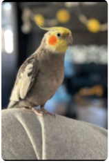 Lost Pet in Chula Vista, California — listing photo