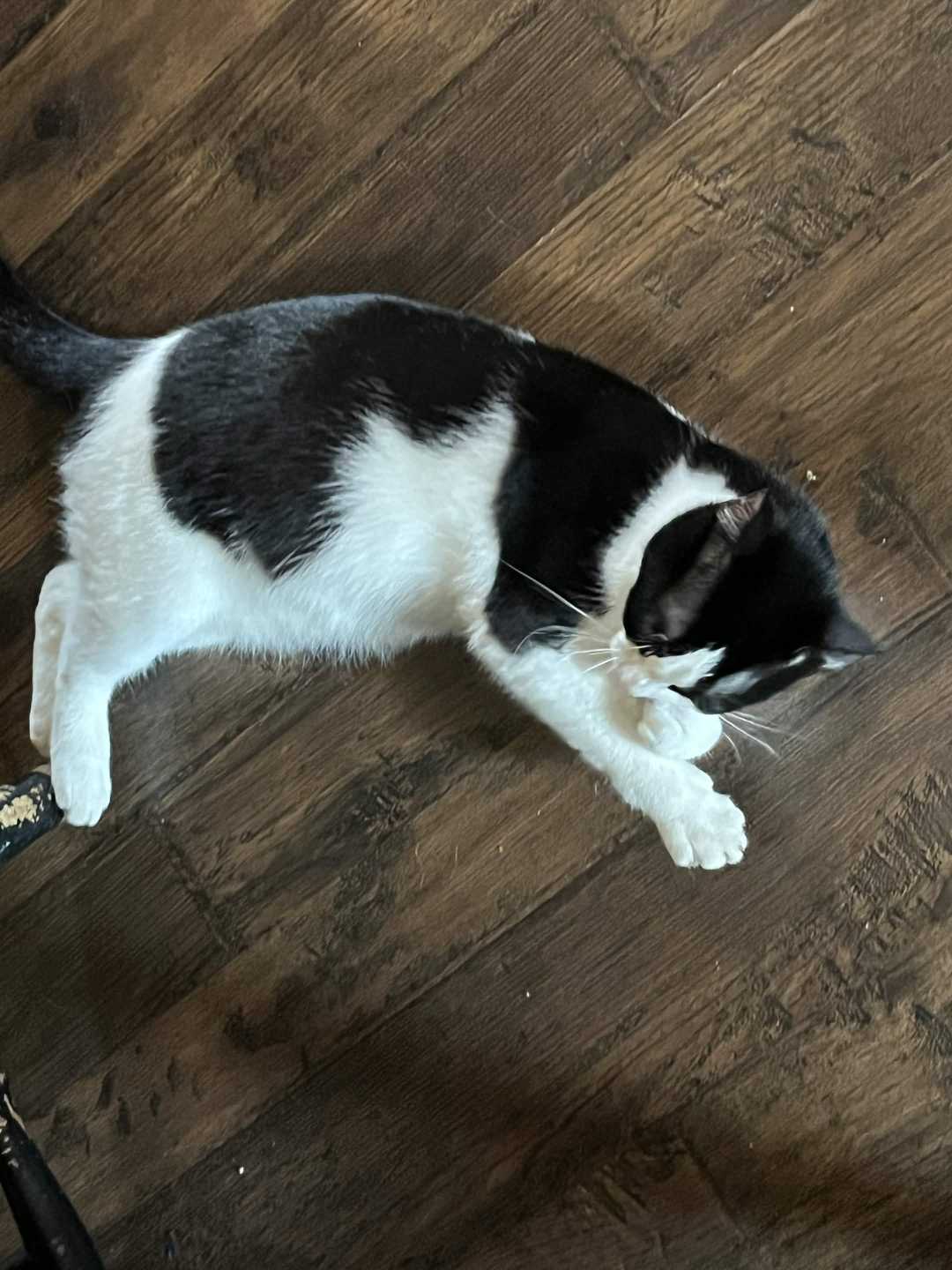 Lost Cat in Clinton — listing photo