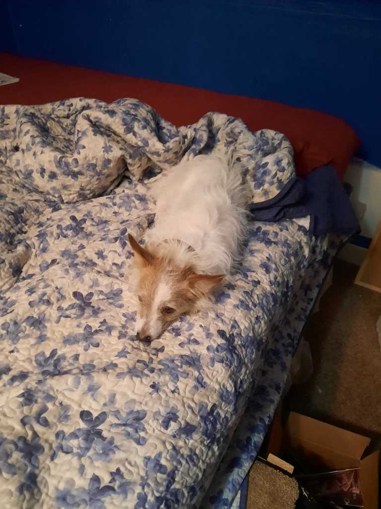 Lost Dog in Abilene, Texas — listing photo