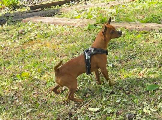 Lost Dog in Sanford, Florida — listing photo