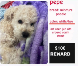 Lost Dog in Corning — listing photo