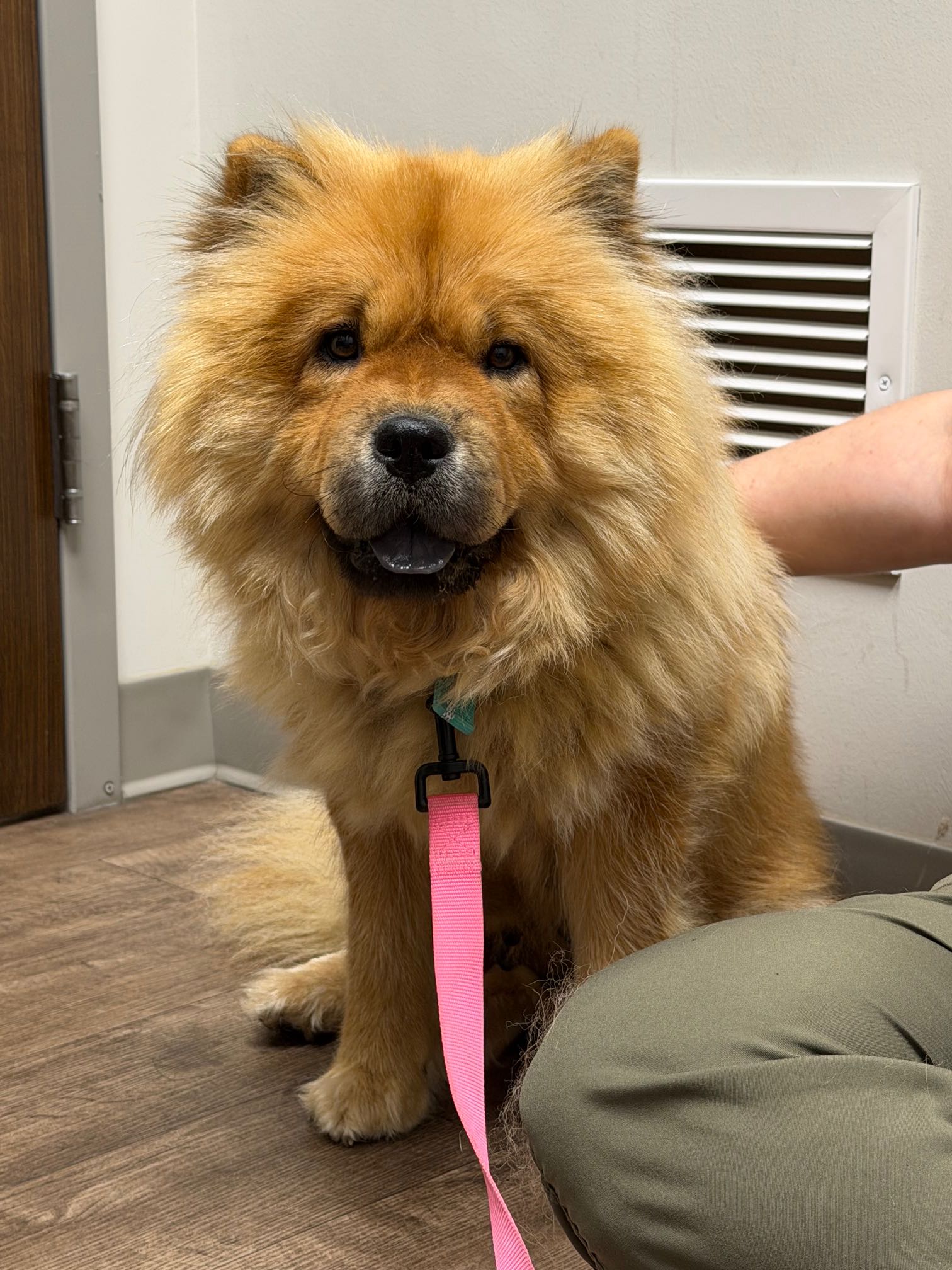 Lost Dog in De Soto — listing photo