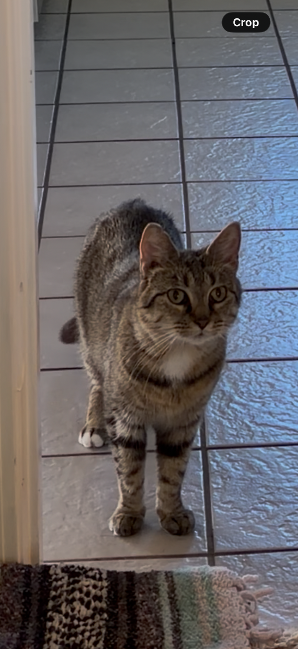 Lost Cat in Lafayette, Louisiana — listing photo
