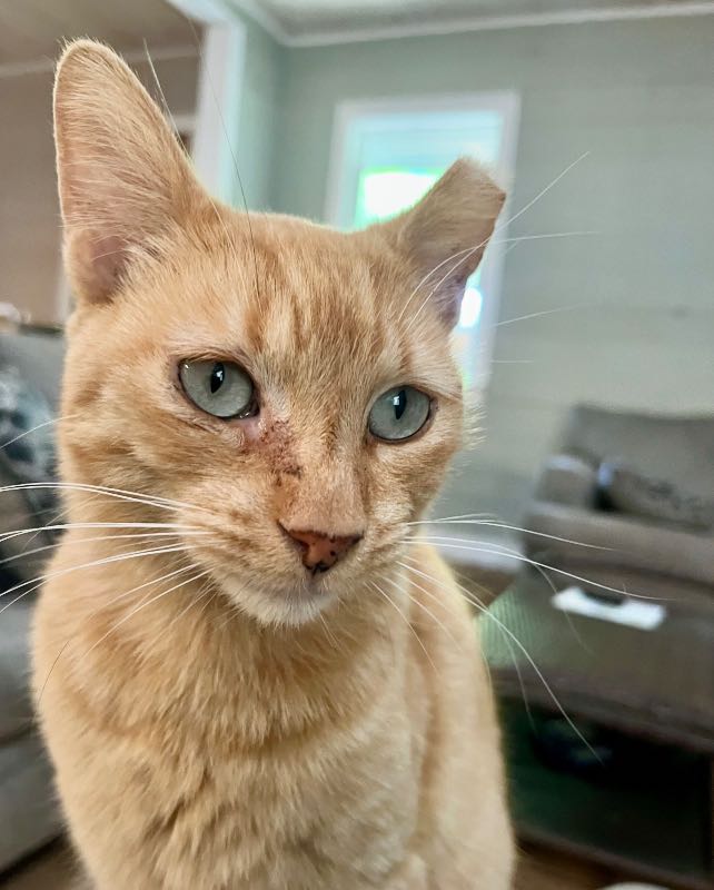 Lost Cat in Long Beach, California — listing photo
