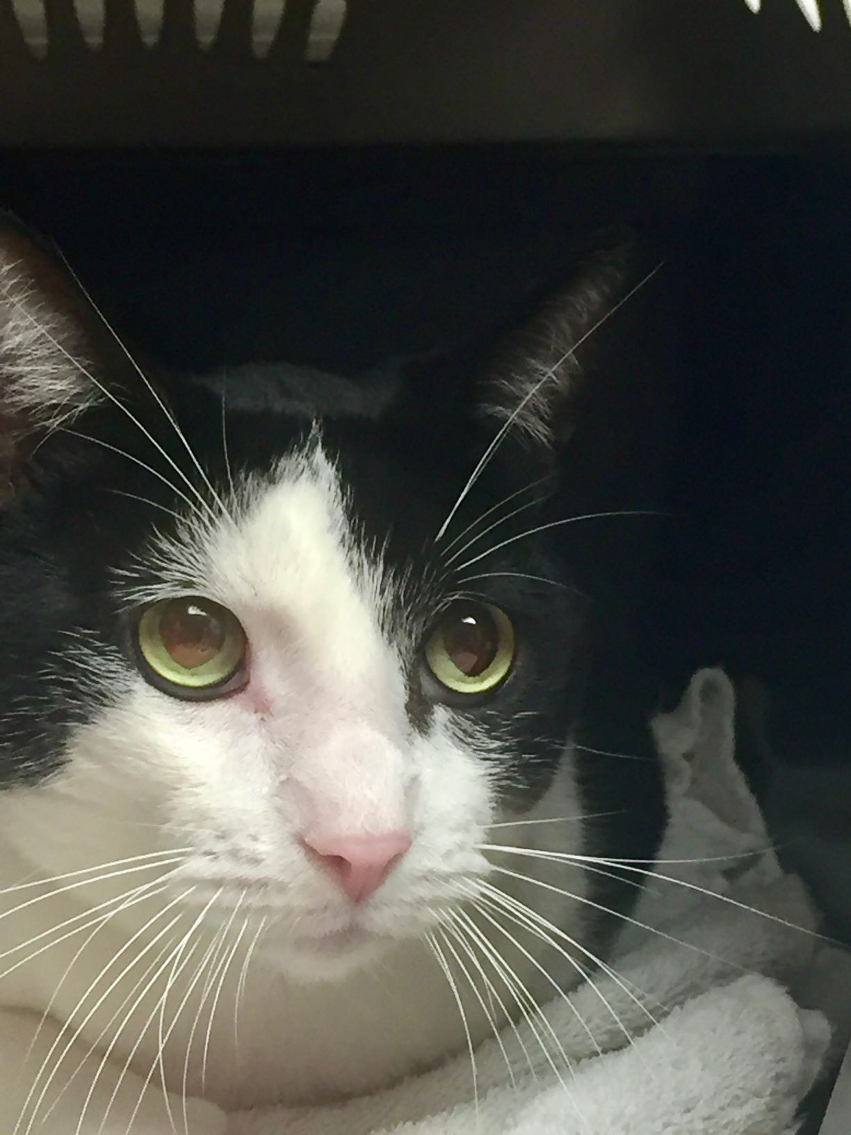 Lost Cat in Oklahoma City, Oklahoma — listing photo