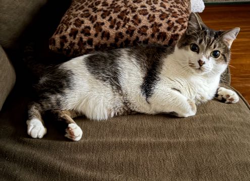 Lost Cat in Wilmington, North Carolina — listing photo