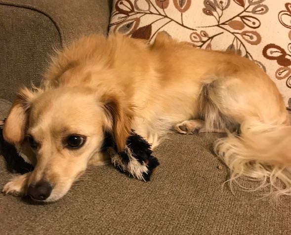 https://pawmaw-images.s3.ap-southeast-1.amazonaws.com/uploads/pets_image/lost_142206.png