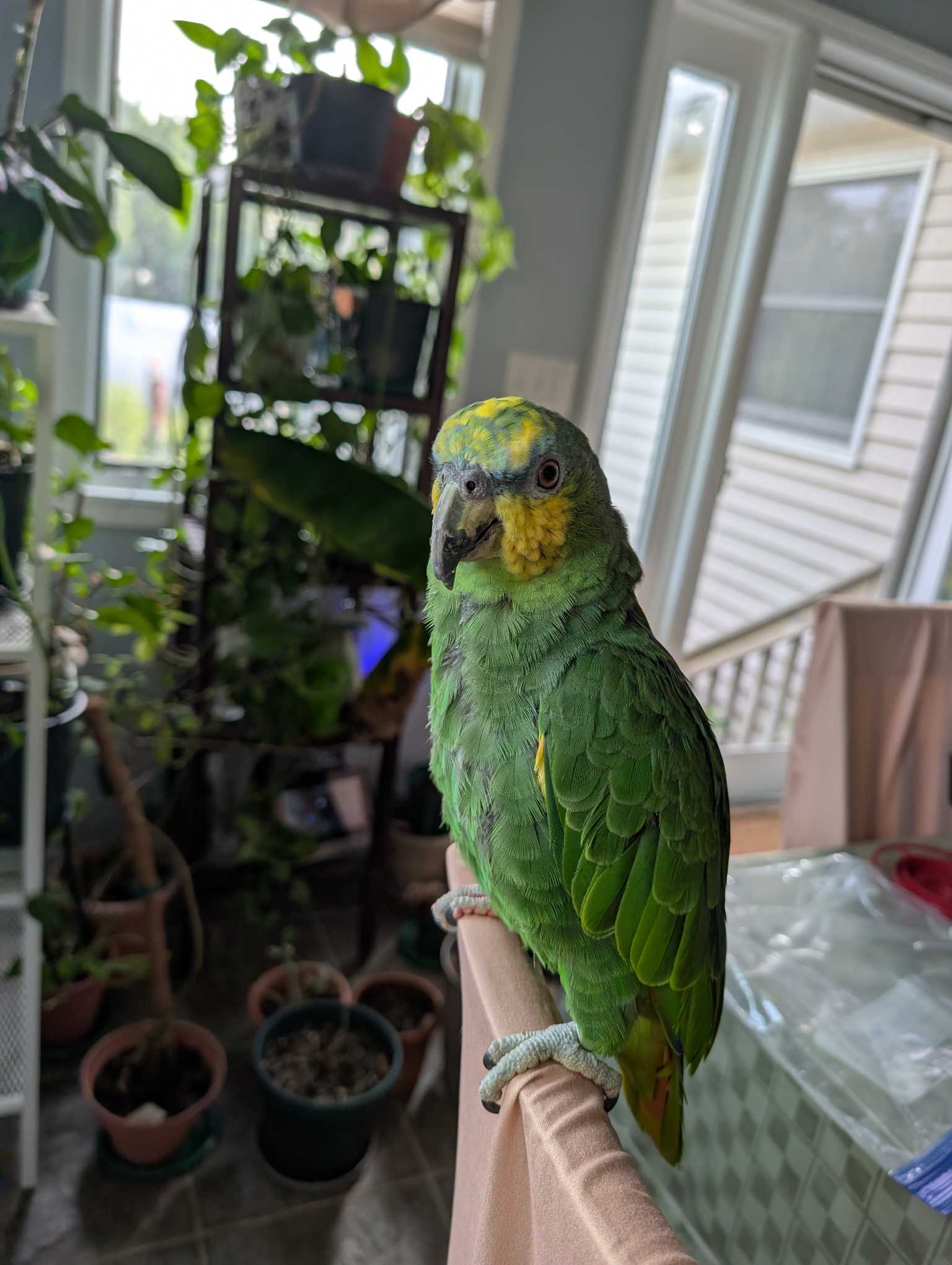 https://pawmaw-images.s3.ap-southeast-1.amazonaws.com/uploads/pets_image/lost_142307.png